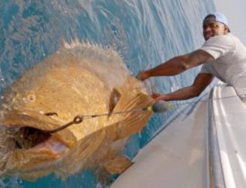 Look at the size of the groupers these guys were landing…
